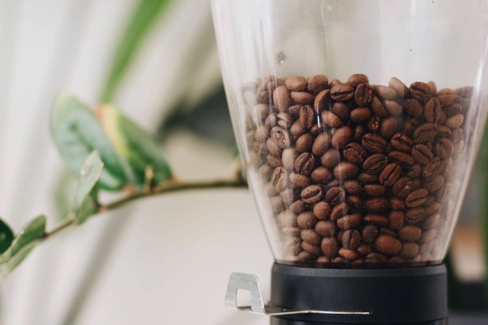 Coffee beans in a grinder hopper.